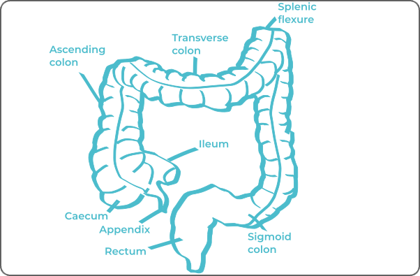 Labeled anatomical diagram of colorectal system