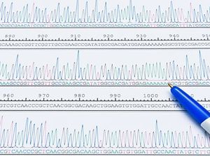 Transgenic genotying