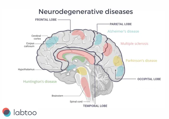 Neuro_EN-1