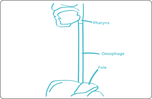 schéma légendé d'un œsophage 