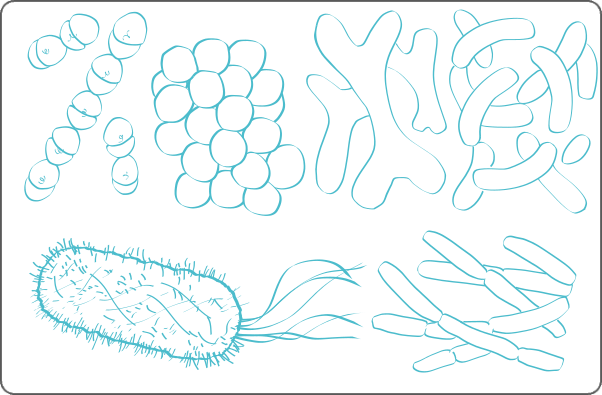 Illustration of different species of bacteria.