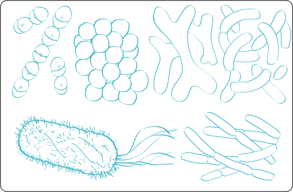 Illustration de différentes espèces de bactéries