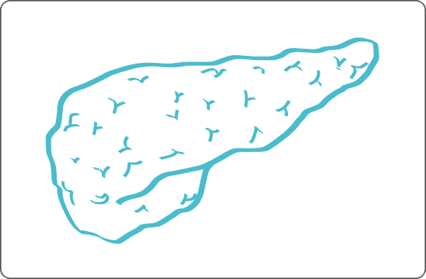 Labeled anatomical diagram of pancreas