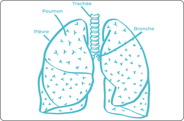 Schéma légendé d'un poumon
