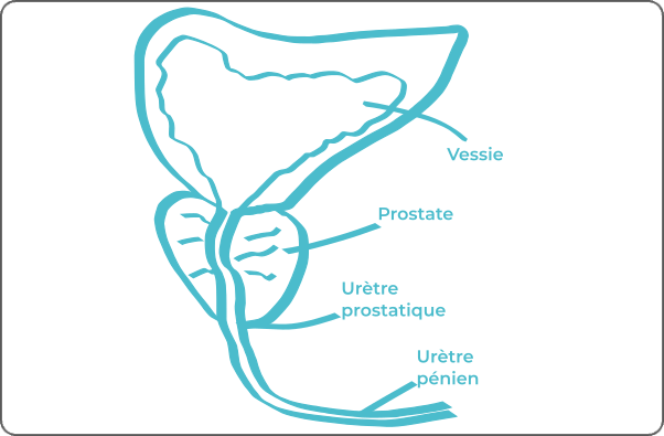 Schéma légendé d'une prostate