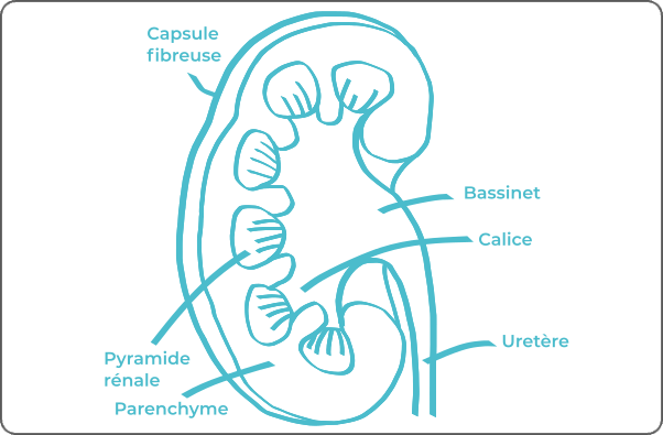 Schéma légendé d'un rein
