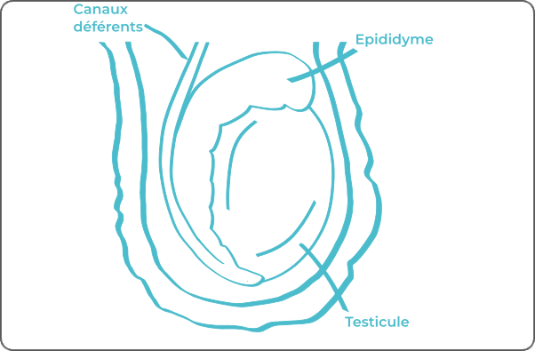 Schéma légendé d'un testicule