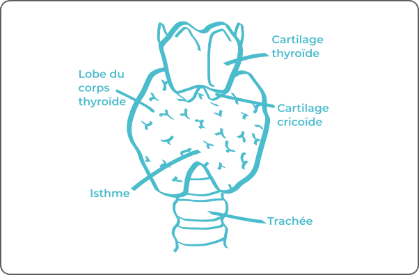 Schéma légendé de la thyroïde