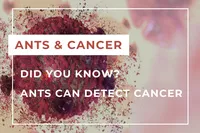 Ants cancer EN