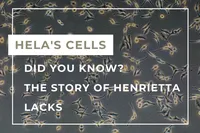 HeLa EN