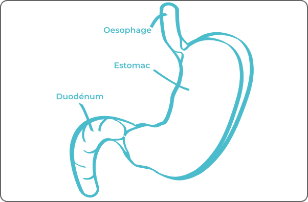 Schéma légendé d'un estomac