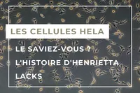 HeLa FR-1